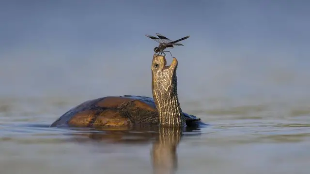 سنجاقک به طور غیرمنتظره‌ای روی بینی لاکپشت فرود آمد