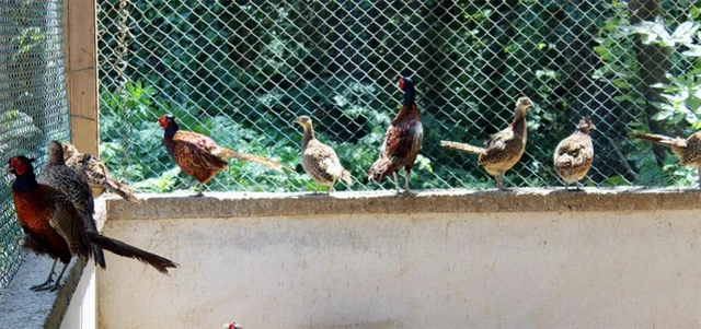 Kafesteki sülünler