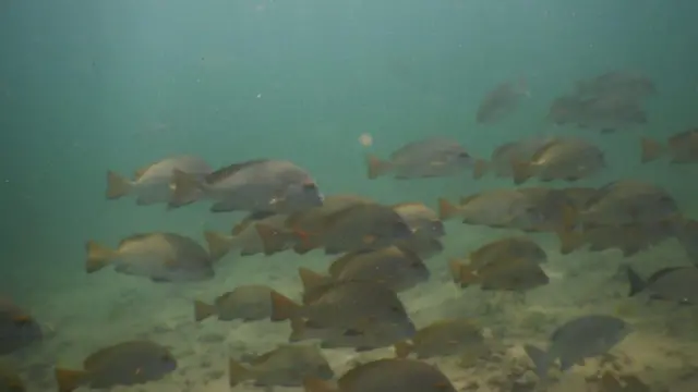 කල්පිටිය මුහුද