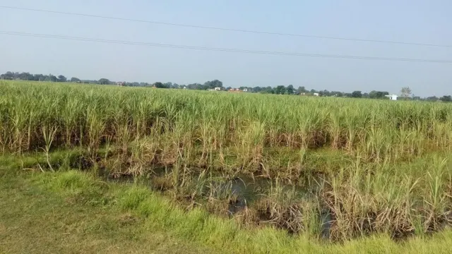 उखु खेती