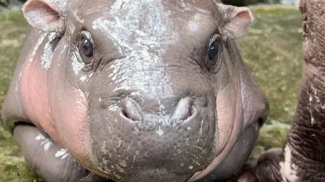 Fotografia coloridacomo funciona o bônus da betfairMoo Deng, uma hipopótamo-anã fêmeacomo funciona o bônus da betfairdois meses, olha para a câmera no zoológico Khao Kheow Open Zoo