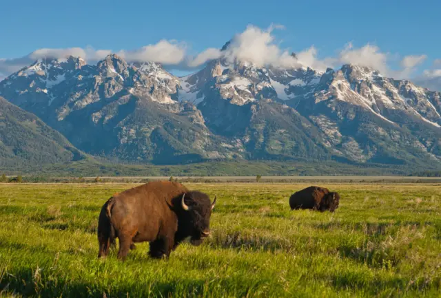 Dos bisontes pastando.