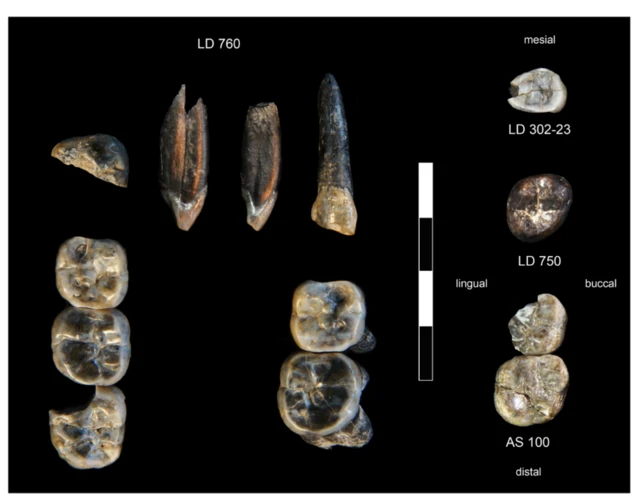 ኣብ ለዲ ገራሩ ዝተረኽቡ ቅሪተ ኣካላት