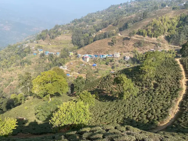 इलामस्थित नेपालको सबैभन्दा पुरानो चिया बगान 