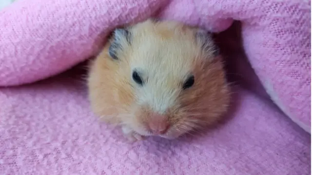 விண்வெளியில் உறக்க நிலை சாத்தியமா