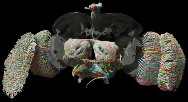 ஈயின் பார்வை செயல்திறனுக்கான இணைப்புகள் இவை. பார்வை தொடர்புடைய இணைப்புகளில் இன்னும் பல நியூரான்கள் உள்ளன, ஏனெனில் பார்ப்பதற்கு அதிக கணக்கீட்டு சக்தி தேவைப்படுகிறது