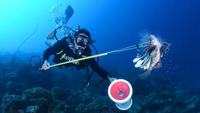 Peixe-leão sendo capturado durante mergulho