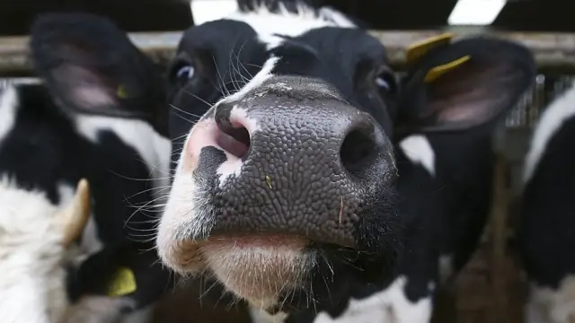 Toma de cerca del rostro de una vaca lechera