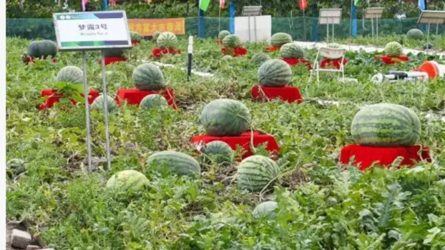 Aworan eso watermelon to n hu nilẹẹlẹ