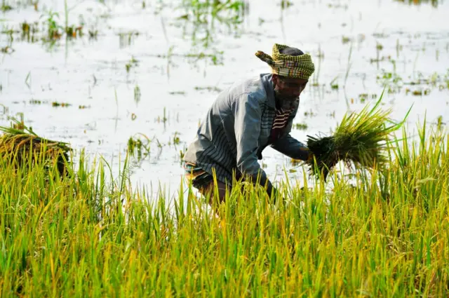 ধান কাটছেন একজন কৃষক, জমিতে পানি
