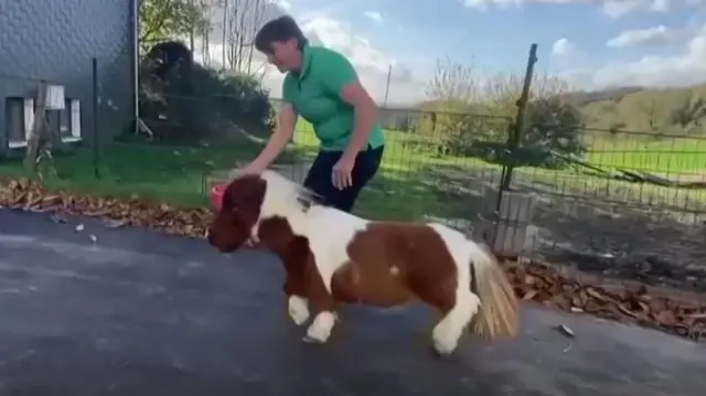 అతి చిన్న గుర్రం 