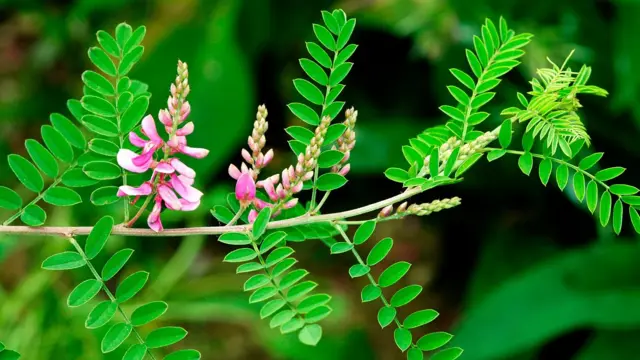 Рослина аніл, барвник якої мая змішували з глиною, щоби отримати синю фарбу 