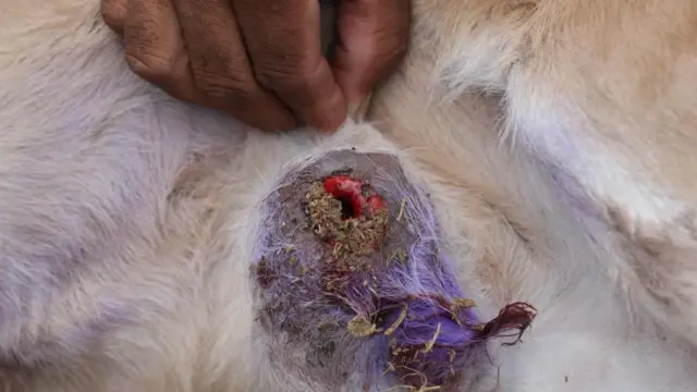 انگل پیچ‌کرم می‌تواند به دام، حیوانات خانگی، حیات وحش، گاهی پرندگان و در موارد نادر، انسان‌ها حمله کند