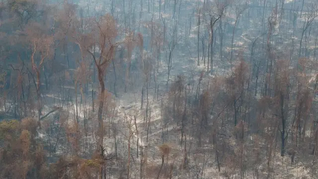 Imagem de floresta com árvores queimadas