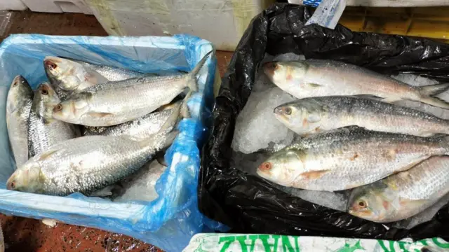 কলকাতায় পৌঁছেছে বাংলাদেশি ইলিশের প্রথম চালান