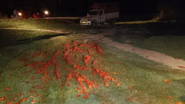 पिकअप ट्रक और ज़मीन पर बिखरे टमाटर