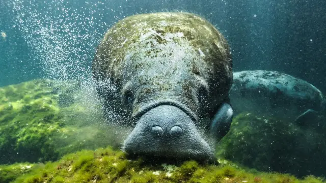 Peixe-boi visto de perto em cenote