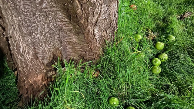 Kiraz ağacı dibine bırakılan elmalar