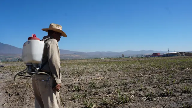 Un campesino en su labrado 