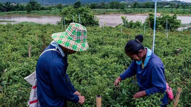 ထိုင်း -မြန်မာကို နယ်စပ်သဖွယ်ခြားထားတဲ့ သောင်ရင်းမြစ်တစ်ဖက်ကမ်း ထိုင်းဘက်ခြမ်းမှာ ငရုပ်သီးဆွတ်နေတဲ့ မြန်မာရွှေ့ပြောင်း လုပ်သားတစ်ဦး။ ပုံညာဘက်မှာ ဆံထုံမြင့်မြင့်ထုံး သနပ်ခါးလိမ်းပြီး အပြာရောင်အင်္ကျီဝတ်ကာ ငရုပ်သီးခေါင်းငုံ့ခူးနေတဲ့ သတ်လတ်ပိုင်းအမျိုးသမီးတစ်ဦးနဲ့ ပုံဘယ်ဘက်မှာတော့ အပြာရောင်လက်ရှည်ဝတ်အမျိုးသား တစ်ဦးကို တွေ့ရ။ အဲဒီအမျိုးသားလည်း အပြာရောင် လက်ရှည်ဝတ်ထားတာတွေ့ရပါတယ်။​