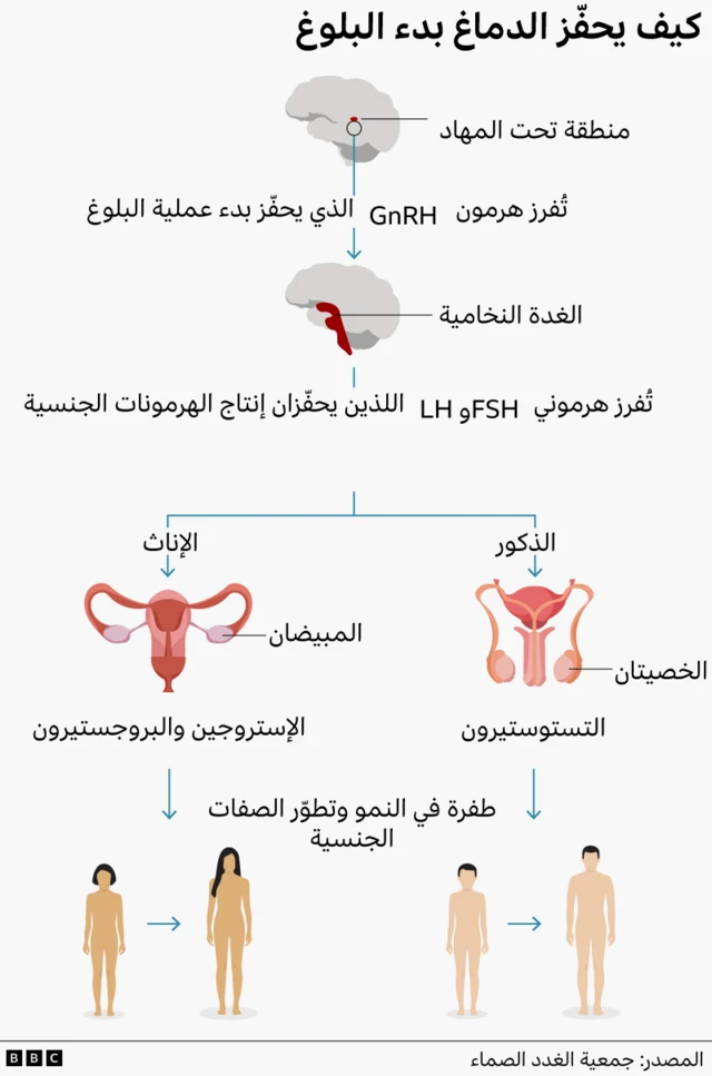 إنفوغرافيك يوضح كيف يطلق الدماغ عملية البلوغ، ما يؤدي إلى زيادة إنتاج الهرمونات الجنسية وظهور الصفات الجنسية
