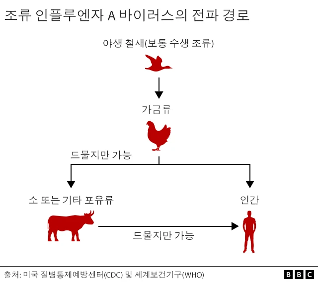 조류 인플루엔자 전파 경로