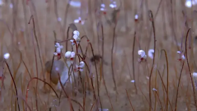 این موجودات در عمق بیش از ۹ کیلومتری اقیانوس زندگی میکردند.