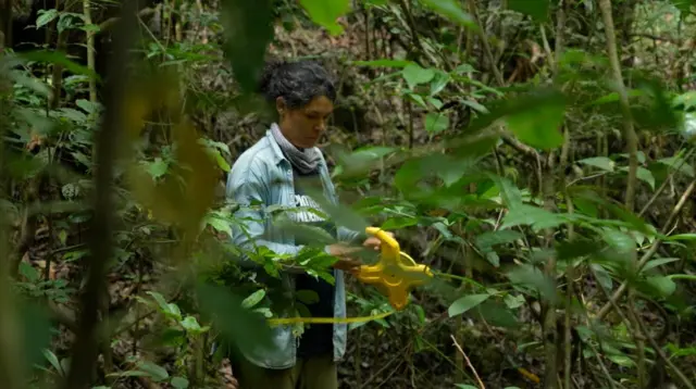 Hutan rapat Sulawesi Selatan membuat permukaan tanah terlihat redup.