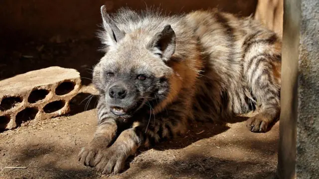 ضبع صغير مرقّط يجلس على الأرض