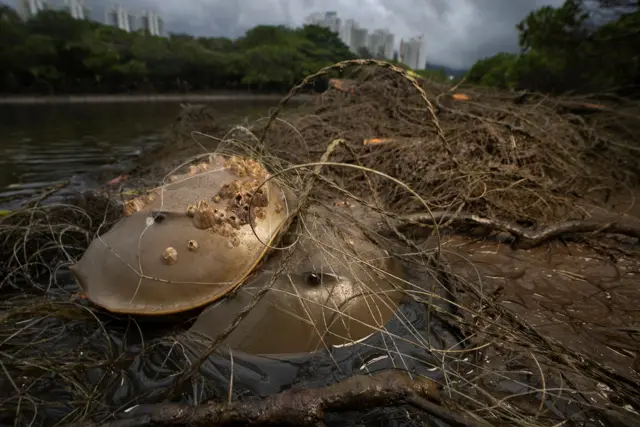 Sepasang kepiting tapal kuda dewasa di Teluk Tung Chung, Hong Kong
