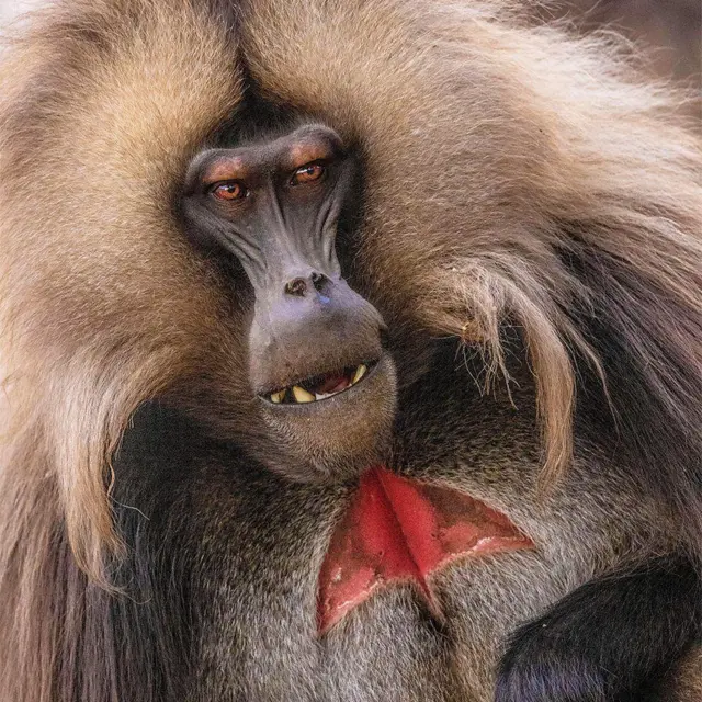 జంతువులు, బ్రిటన్, నియంతృత్వం