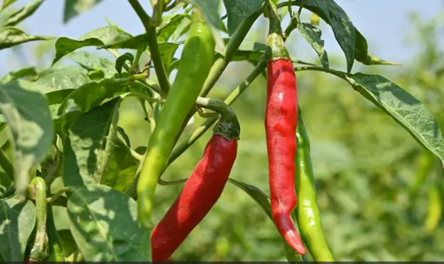 మిర్చి సాగు