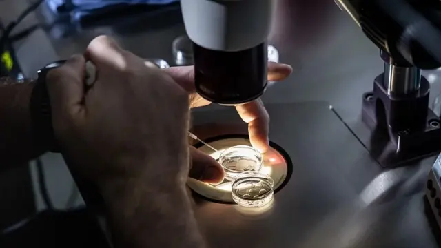 Fertilização in vitro