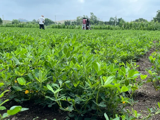 ગુજરાત, મગફળીનું ઉત્પાદન, મગફળીનું વાવેતર, ગુજરાતની ખેતી, કપાસનું વાવેતર, મગફળીના બજારભાવ, સરકારી ટેકાના ભાવ, જૂનાગઢ, રાજકોટ, મોરબી, બીબીસી ગુજરાતી, ભારતમાં ખેતી