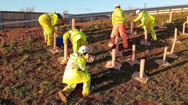 Cinco hombres con cascos, pantalones de alta visibilidad y anoraks plantan árboles jóvenes con fundas protectoras en un terraplén bordeado por una valla de autopista en un día soleado.
