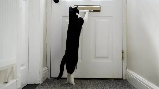 ዘቢ ፖስታ ተቐቢሉ ናብ መደቀሲ ሞስ የብጽሖ