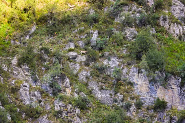 Кадрга кабылган кайберендер... Коруктун аймагында Кызыл китепке кирген ак илбирс, сүлөөсүн, суусар, күрөӊ аюу, каман, элик, тоо текеси, маралдар ж.б. бар. 