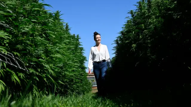 Perkebunan kanabis di Amerika Serikat.