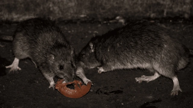 兩隻老鼠在吃了一片蕃茄
