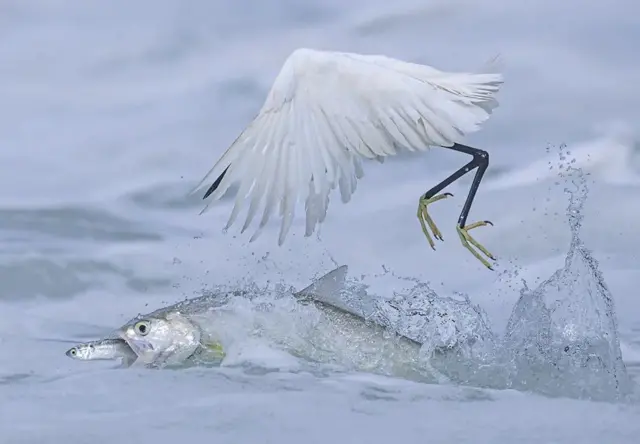 Une dame-poisson attrape un petit poisson juste sous le bec d'une aigrette garzette