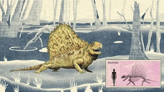 Une illustration de celui qui est un Dimetrodon, un reptile de quatre pattes avec une structure similaire à une voile qui vend l'espalda, avec lequel il est plus haut qu'une personne.