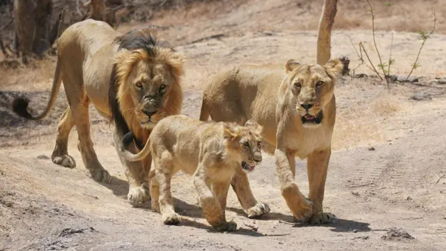 உலக சிங்க தினம்: பெண் சிங்கம்தான் வேட்டைக்குச் செல்லுமா? ஆண் சிங்கத்தின் வேலை என்ன?