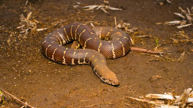 மண்ணுளிப் பாம்பு 