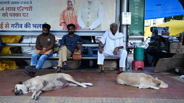 தெருநாய் பிரச்னை, உச்சநீதிமன்றம், தெருநாய் கடி, ரேபிஸ்