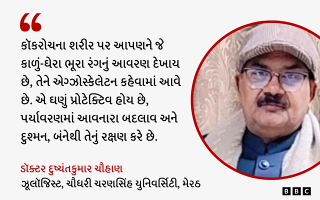 બીબીસી ગુજરાતી, ગુજરાત, બીબીસી, અમદાવાદ, કૉકરોચ, 