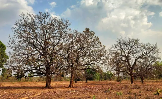 ડેસમન્ટ નઝારેથે 2018માં મહુઆ સ્પિરિટ અને મહુવા લિક્યૉર રજૂ કર્યા હતા