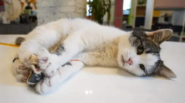 Ilustrasi kucing