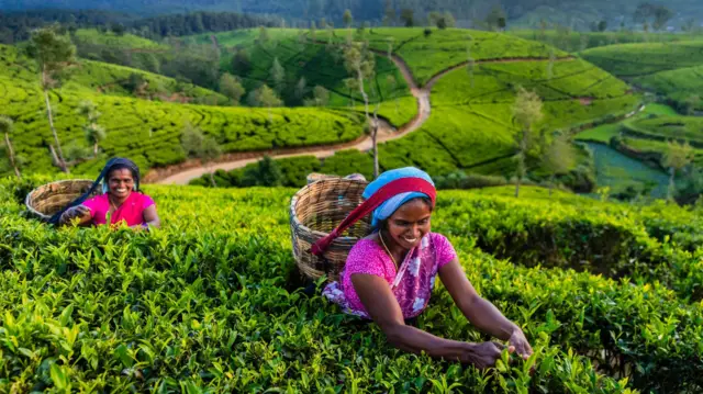 தேநீர், வரலாறு, பிரிட்டன், இந்தியா