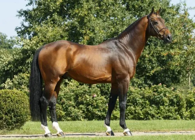 L'étalon est l'emblème national du Burkina Faso.