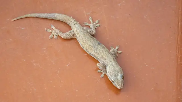 பல்லி தனது வாலை தானே துண்டித்துக் கொள்வது ஏன்? அறிவியல் பின்னணி